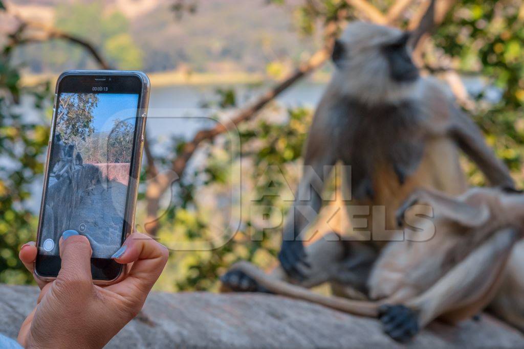Woman taking mobile phone photo of Indian gray or hanuman langur monkeys in the wild in Rajasthan in India