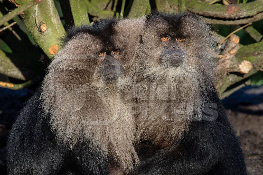 Two black lion tailed macaques in forest