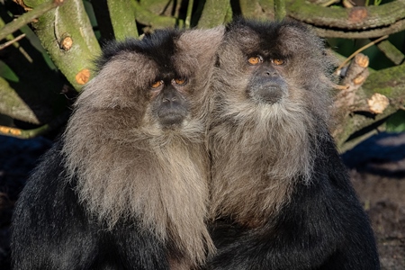 Two black lion tailed macaques in forest