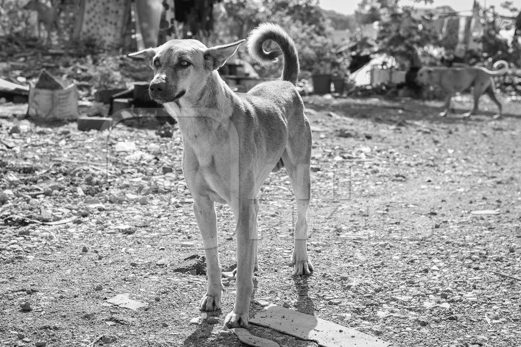 Stray street dog on road in black and white