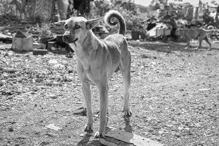 Stray street dog on road in black and white