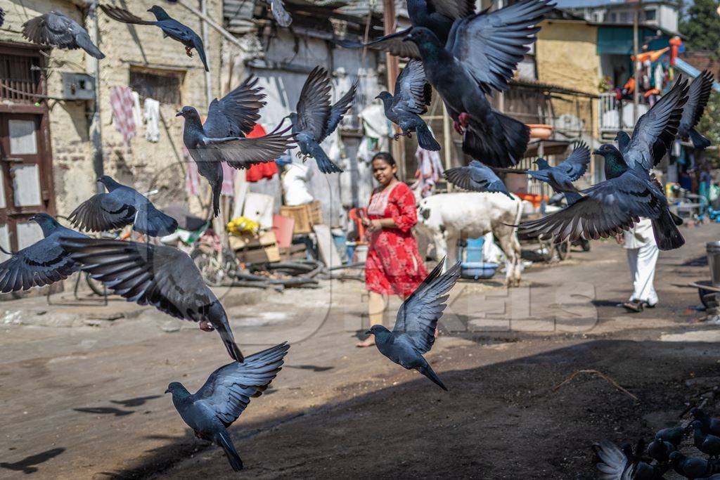 A flock of pigeons flying in a street in the city of Pune, Maharashtra, India, 2024