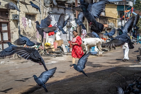 A flock of pigeons flying in a street in the city of Pune, Maharashtra, India, 2024