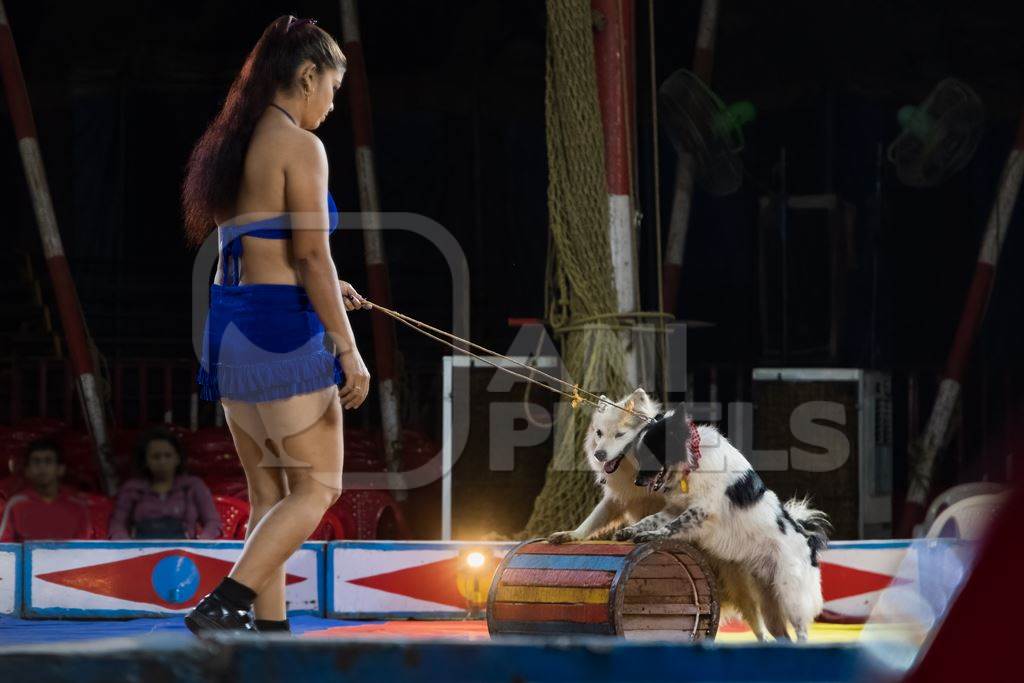 Dogs used as a performing circus animals with acrobat in the Golden Circus, Maharashtra, India, 2019