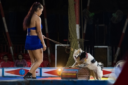 Dogs used as a performing circus animals with acrobat in the Golden Circus, Maharashtra, India, 2019