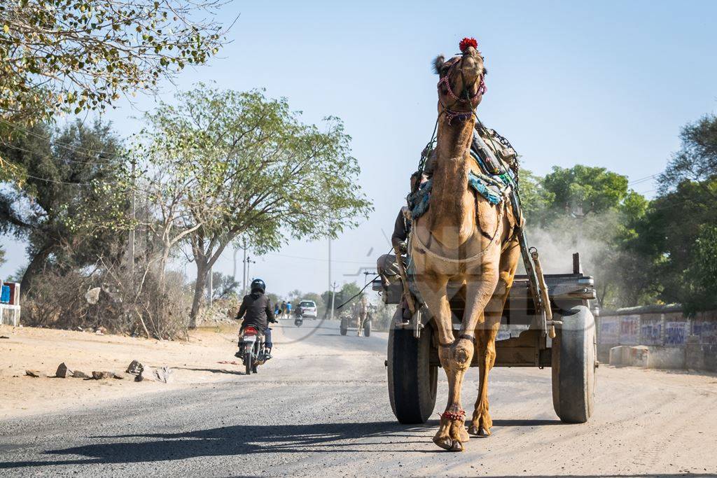 Working camel pulling cart on dusty road in Rajasthan