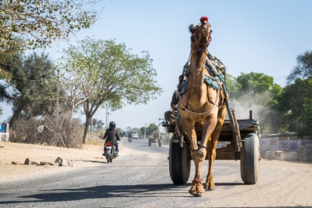 Working camel pulling cart on dusty road in Rajasthan