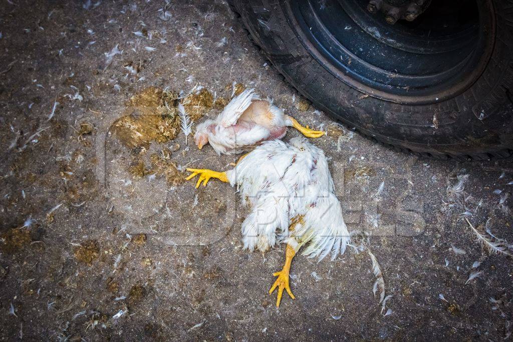 Dead broiler chickens on the ground fallen from transport trucks near Crawford meat market in urban city