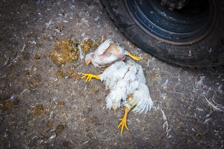 Dead broiler chickens on the ground fallen from transport trucks near Crawford meat market in urban city