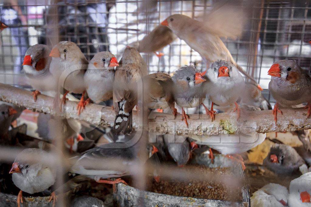 Zebra finches for sale packed together in a cage at Crawford pet market in Mumbai