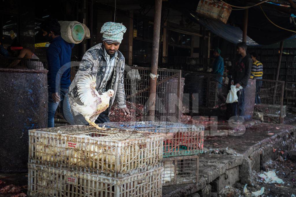 Worker handling Indian broiler chickens from crates at Ghazipur murga mandi, Ghazipur, Delhi, India, 2022