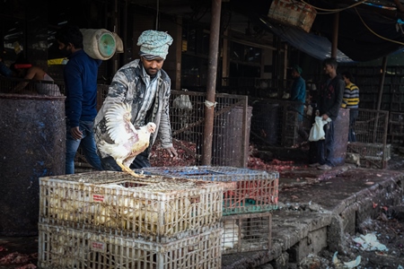 Worker handling Indian broiler chickens from crates at Ghazipur murga mandi, Ghazipur, Delhi, India, 2022