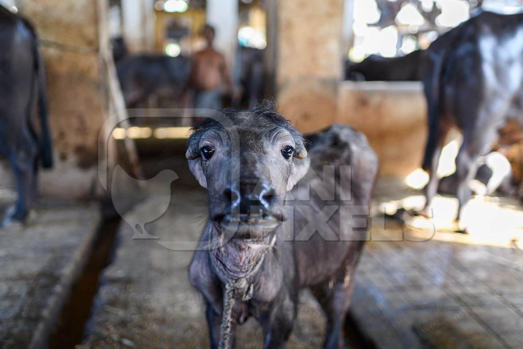 Baby Indian buffalo calf in the aisle in a concrete shed on an urban dairy farm or tabela, Aarey milk colony, Mumbai, India, 2023