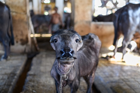 Baby Indian buffalo calf in the aisle in a concrete shed on an urban dairy farm or tabela, Aarey milk colony, Mumbai, India, 2023