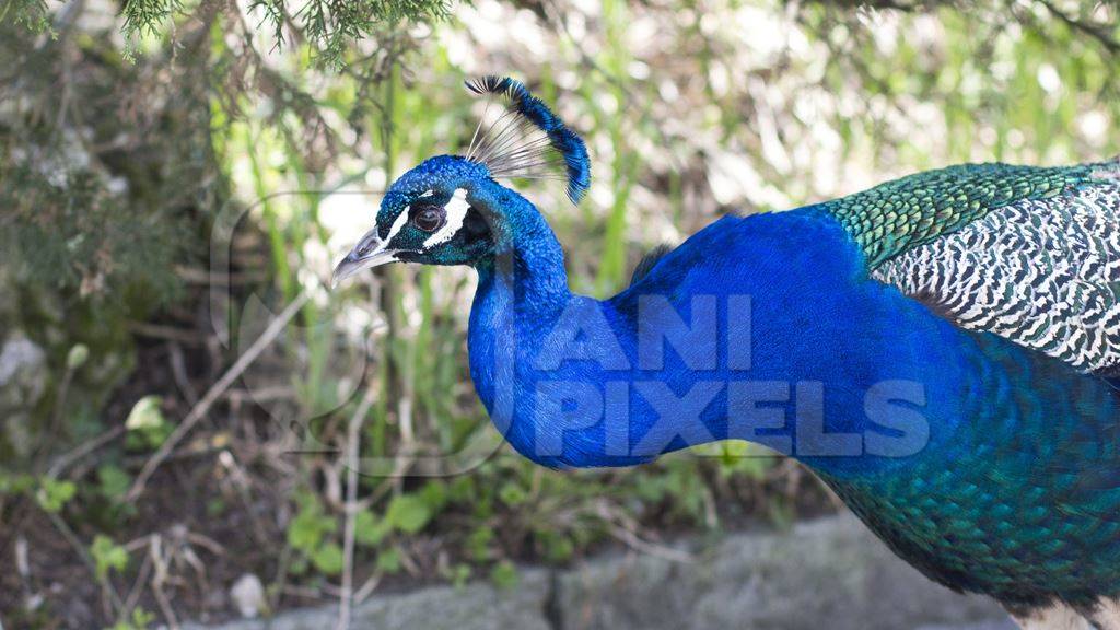 Blue peacock head and neck