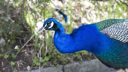 Blue peacock head and neck