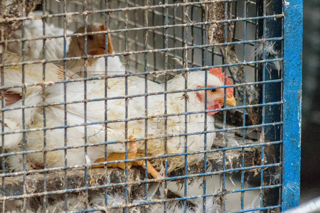 Broiler chickens on transport truck for slaughter near Crawford meat market in Mumbai