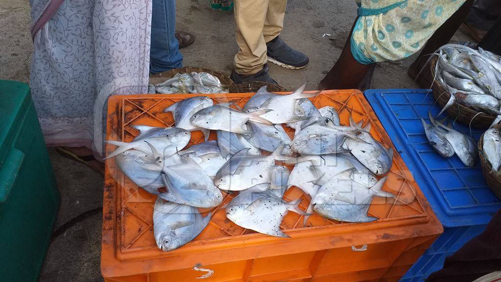 Pomfret or Paplet fish on sale at fish market on the Konkan coast in Maharashtra, India