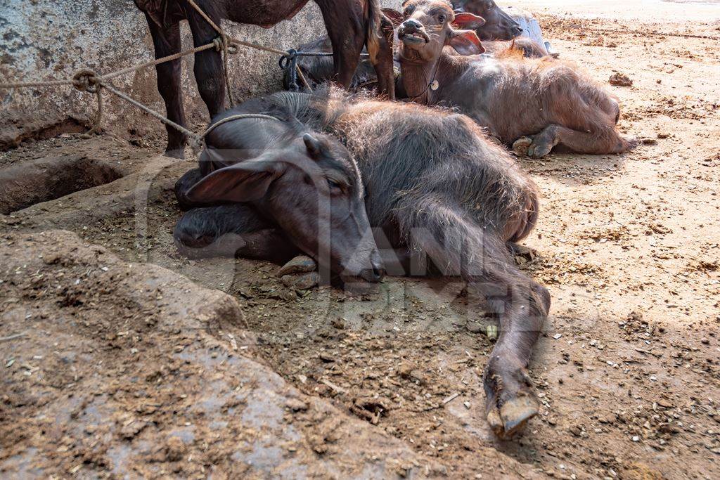 Photo of farmed Indian buffalo calf and calves tied up away from their mothers on a dirty and crowded urban dairy farm in a city in Maharashtra, India
