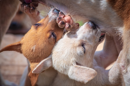 Small cute Indian street or stray dog puppies suckling from the mother, in Maharashtra in India