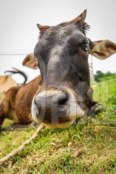 Close up of face of brown cow lying on grass in a field