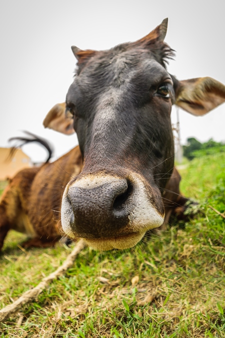 Close up of face of brown cow lying on grass in a field