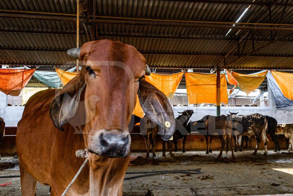 Indian cows in a gaushala, goshala or cow shelter that also sells dairy products, Ghazipur, Delhi, India, 2022