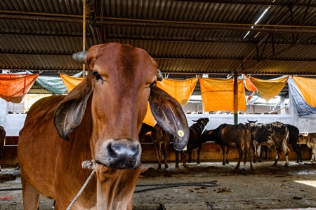 Indian cows in a gaushala, goshala or cow shelter that also sells dairy products, Ghazipur, Delhi, India, 2022