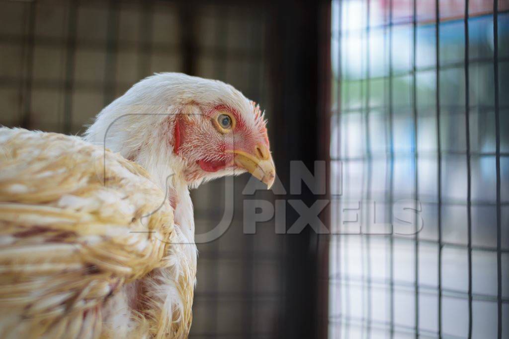 Sad broiler chicken looking out through the bars of a cage at a chicken shop