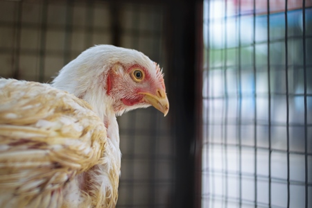 Sad broiler chicken looking out through the bars of a cage at a chicken shop