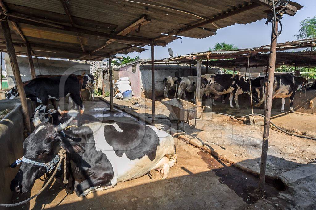 Dairy cows in a dirty stall in an urban dairy