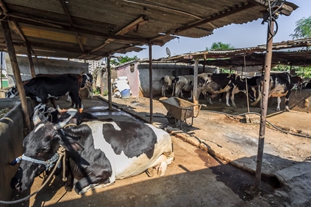 Dairy cows in a dirty stall in an urban dairy