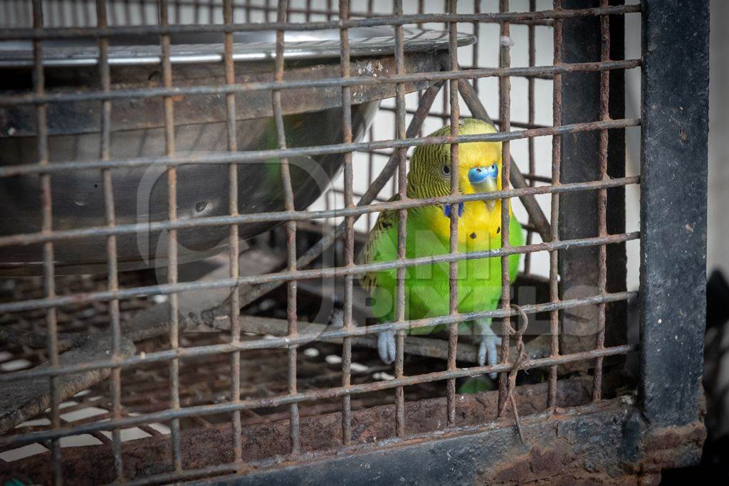 One budgerigar in the corner of a rusty cage at the Dolphin Aquarium in Mumbai