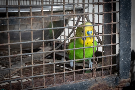 One budgerigar in the corner of a rusty cage at the Dolphin Aquarium in Mumbai