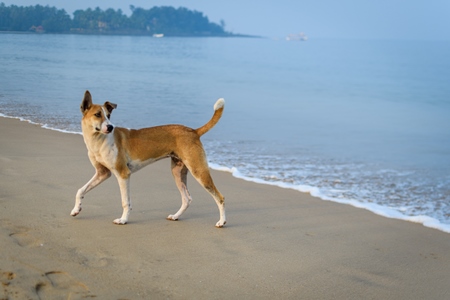 Indian street dog or stray pariah dog on the beach, Malvan, India, 2022