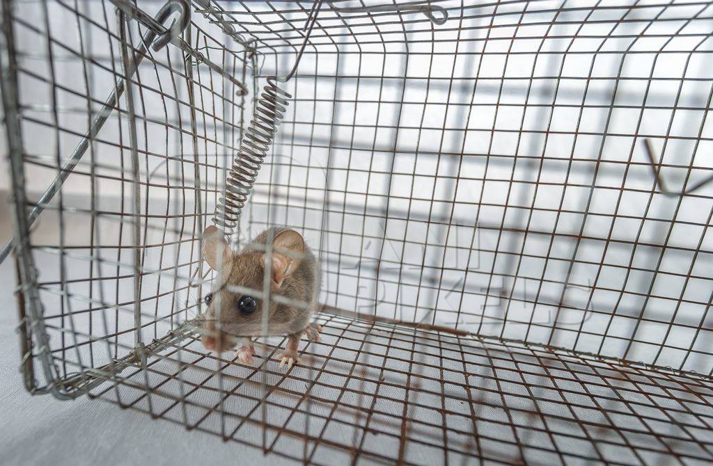 Mouse caught in a humane no-kill mouse trap waiting to be released