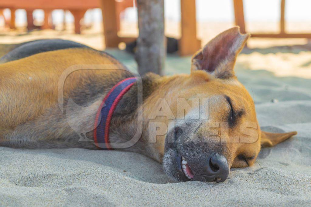 Photo of Indian street or stray dog sleeping on beach in Goa in India