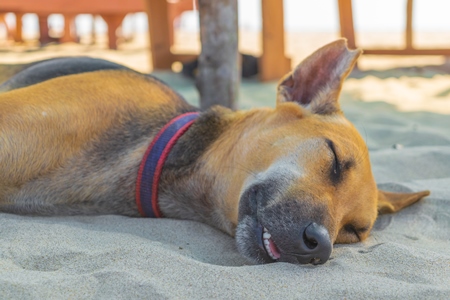 Photo of Indian street or stray dog sleeping on beach in Goa in India