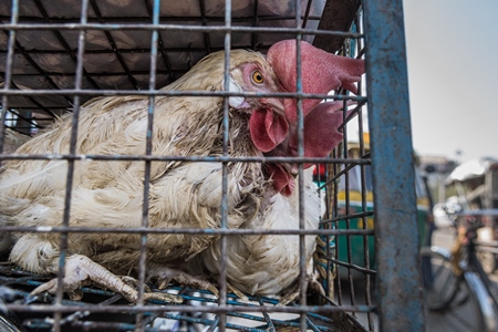 Sick or ill Indian broiler chickens in cage at Ghazipur murga mandi, Ghazipur, Delhi, India, 2022