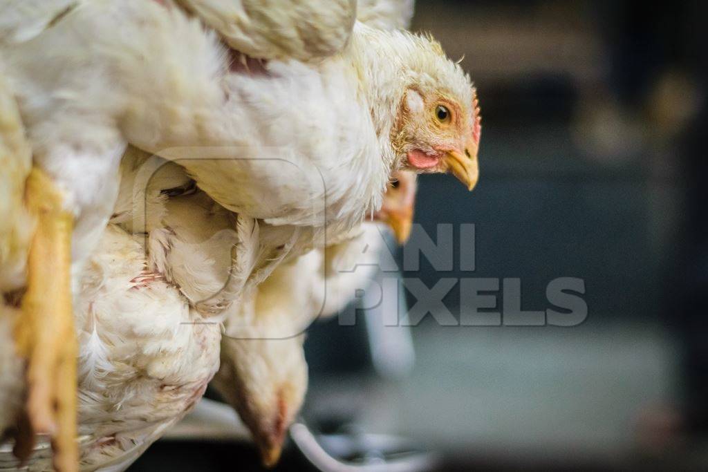 Bunch of white broiler chickens held upside down