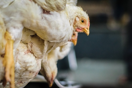 Bunch of white broiler chickens held upside down