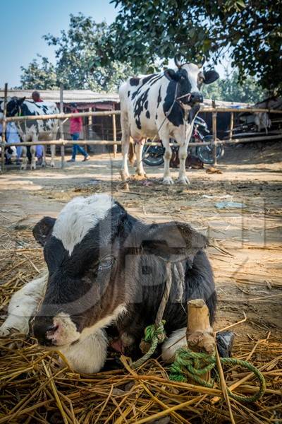 Mother dairy cow tied up in background bellowing for sad baby calf at Sonepur cattle fair in Bihar