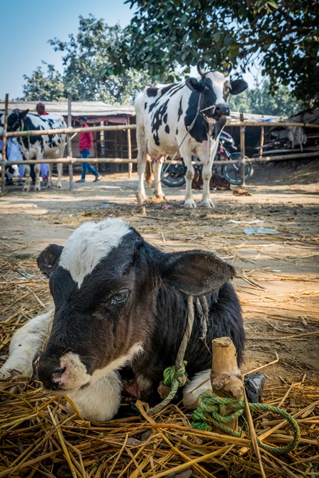 Mother dairy cow tied up in background bellowing for sad baby calf at Sonepur cattle fair in Bihar