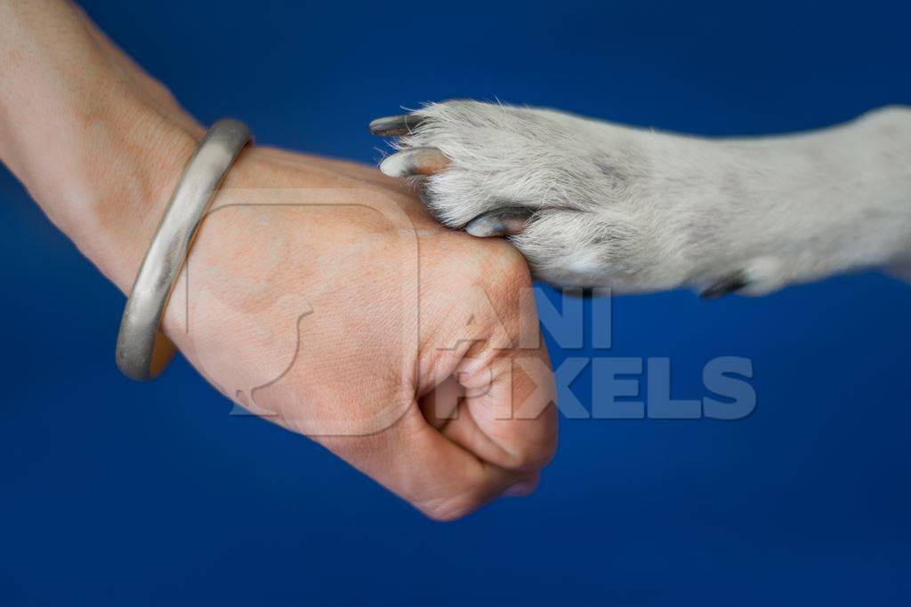 Person or human holding paw of cute pet dog in hand with blue background