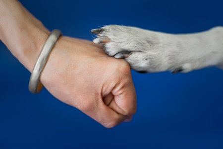 Person or human holding paw of cute pet dog in hand with blue background