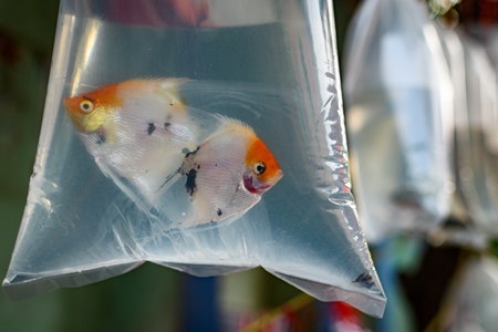 Angelfish aquarium fish on sale in plastic bags at Galiff Street pet market, Kolkata, India, 2022
