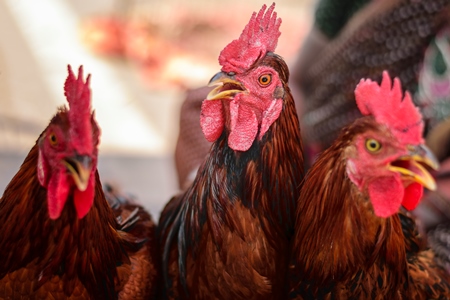 Chickens on sale in a cage at Juna Bazaar in Pune in India