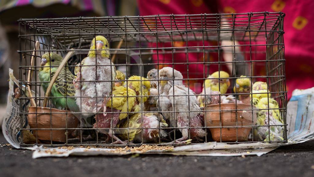 Caged young and baby budgerigar birds on sale in the pet trade by bird sellers at Galiff Street pet market, Kolkata, India, 2022