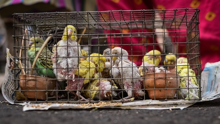 Caged young and baby budgerigar birds on sale in the pet trade by bird sellers at Galiff Street pet market, Kolkata, India, 2022