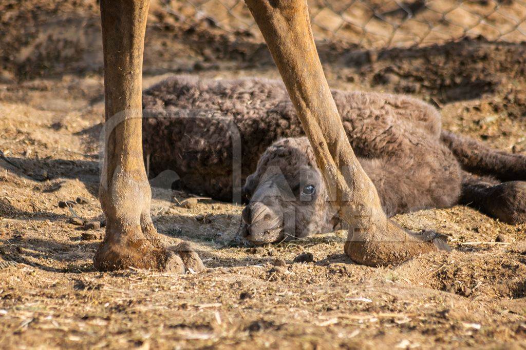 Mother camel and baby at the camel breeding farm at the National Research Centre on Camels in Bikaner